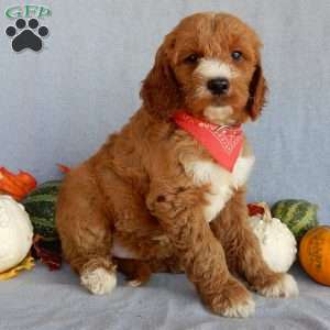 Scout (medium), Goldendoodle Puppy