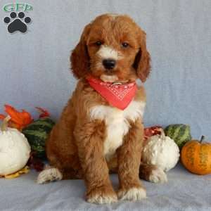 Scout (medium), Goldendoodle Puppy