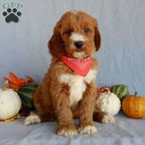 Scout (medium), Goldendoodle Puppy