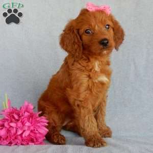 Sunny (medium), Goldendoodle Puppy