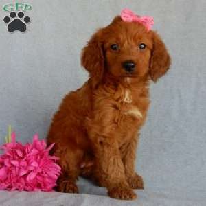 Sunny (medium), Goldendoodle Puppy