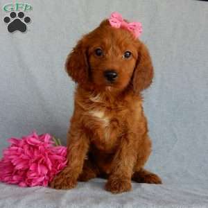 Sunny (medium), Goldendoodle Puppy