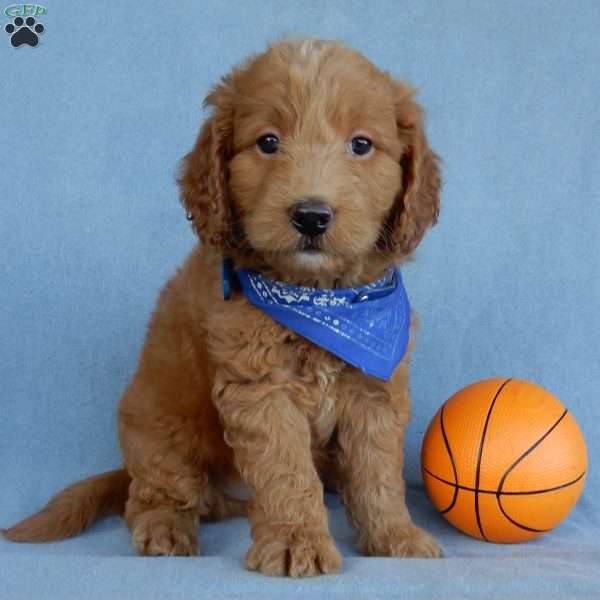 Bruno, Mini Goldendoodle Puppy