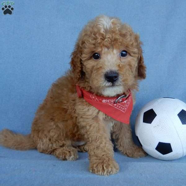 Finn, Mini Goldendoodle Puppy