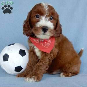 Bentley, Mini Goldendoodle Puppy