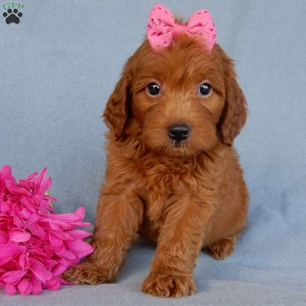 Myla, Mini Goldendoodle Puppy