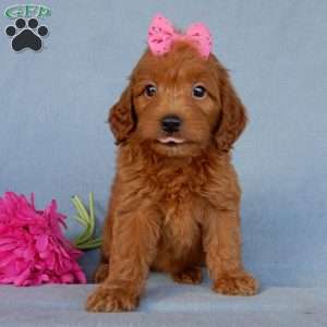 Myla, Mini Goldendoodle Puppy