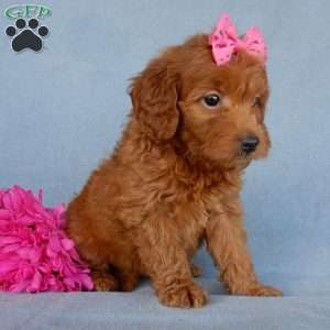 Myla, Mini Goldendoodle Puppy