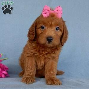 Myla, Mini Goldendoodle Puppy