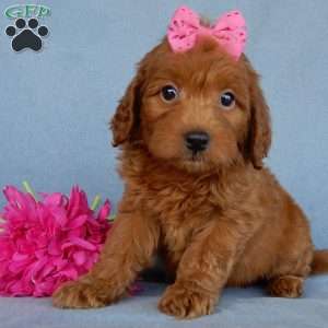 Myla, Mini Goldendoodle Puppy