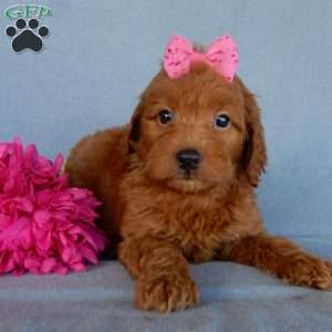 Myla, Mini Goldendoodle Puppy