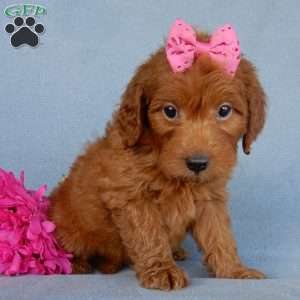 Myla, Mini Goldendoodle Puppy