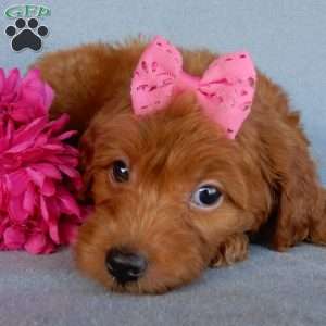 Myla, Mini Goldendoodle Puppy