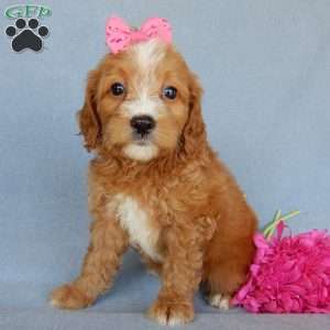 Beulah, Mini Goldendoodle Puppy