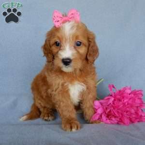 Beulah, Mini Goldendoodle Puppy