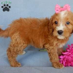 Beulah, Mini Goldendoodle Puppy