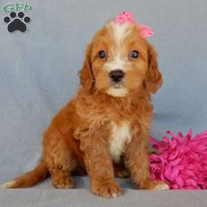 Beulah, Mini Goldendoodle Puppy