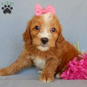 Beulah, Mini Goldendoodle Puppy