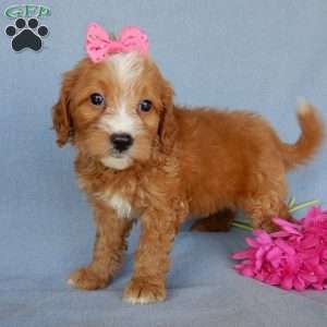 Beulah, Mini Goldendoodle Puppy