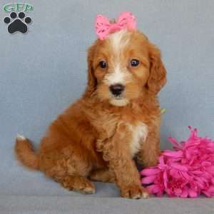 Beulah, Mini Goldendoodle Puppy