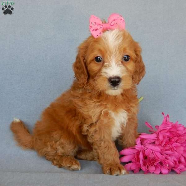 Beulah, Mini Goldendoodle Puppy