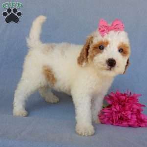 Emmy, Mini Goldendoodle Puppy