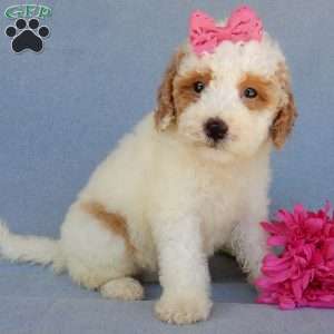 Emmy, Mini Goldendoodle Puppy