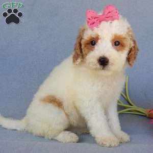 Emmy, Mini Goldendoodle Puppy