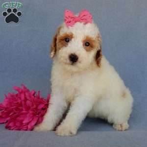 Emmy, Mini Goldendoodle Puppy