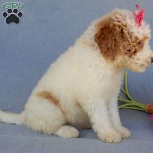 Emmy, Mini Goldendoodle Puppy