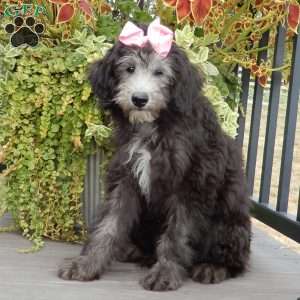 Samantha (medium), Sheepadoodle Puppy