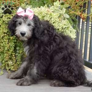 Samantha (medium), Sheepadoodle Puppy