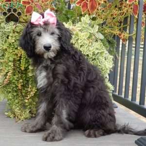 Samantha (medium), Sheepadoodle Puppy