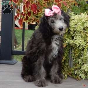 Samantha (medium), Sheepadoodle Puppy