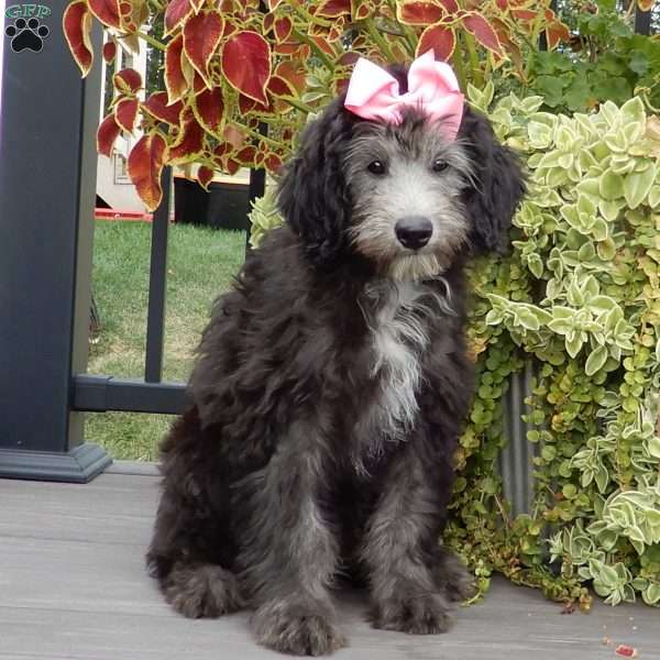 Samantha (medium), Sheepadoodle Puppy