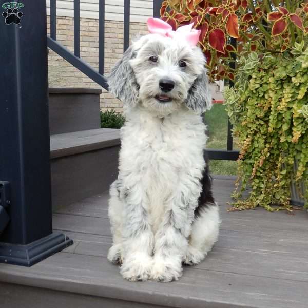 Rosie, Mini Sheepadoodle Puppy