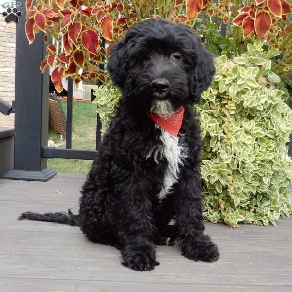 Rocky, Mini Sheepadoodle Puppy