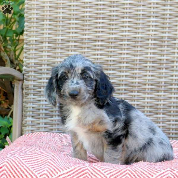 Racer, Mini Aussiedoodle Puppy