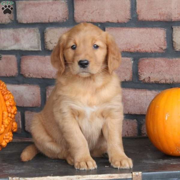 Rachel, Golden Retriever Puppy