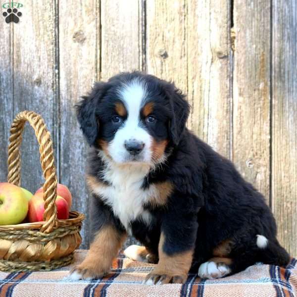 Rainer, Bernese Mountain Dog Puppy