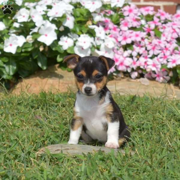 Raisin, Toy Fox Terrier Puppy