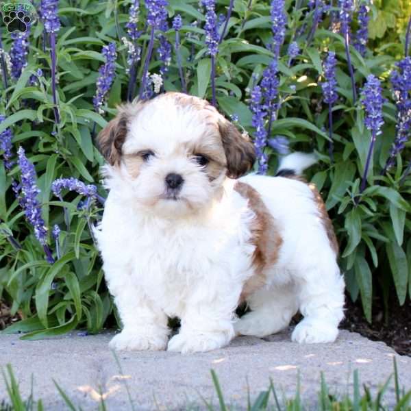 Rambo, Shih Tzu Puppy