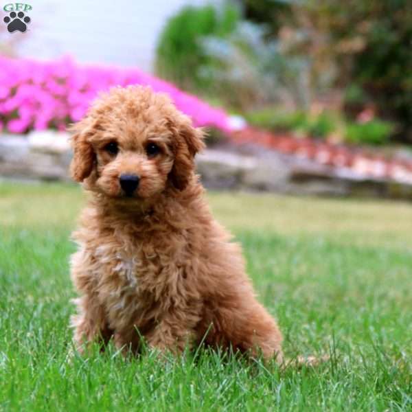 Rambo, Mini Goldendoodle Puppy