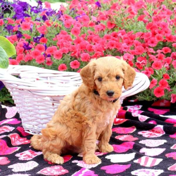 Randy, Mini Goldendoodle Puppy