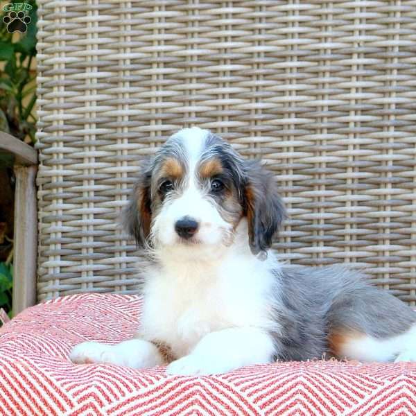 Randy, Mini Aussiedoodle Puppy