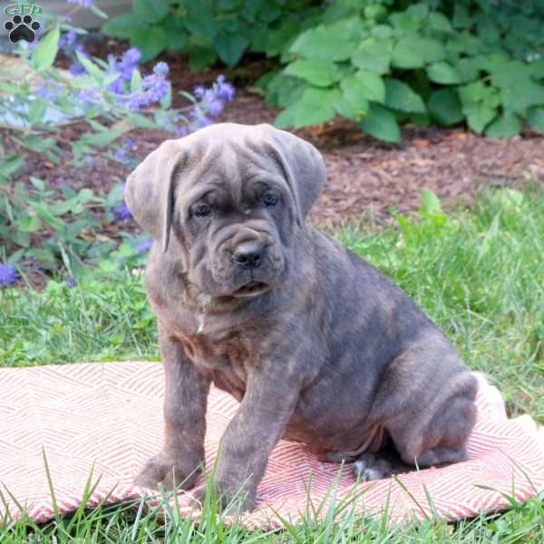 Ranger, Cane Corso Puppy