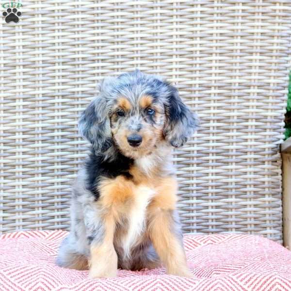 Ranger, Mini Aussiedoodle Puppy