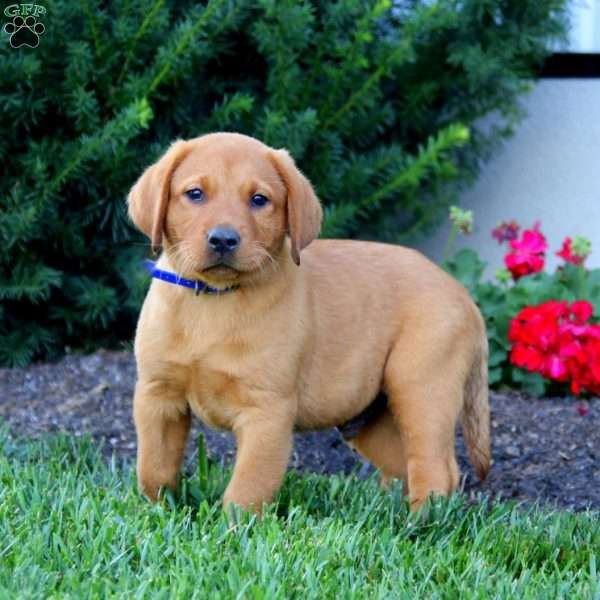 Ranger, Fox Red Labrador Retriever Puppy