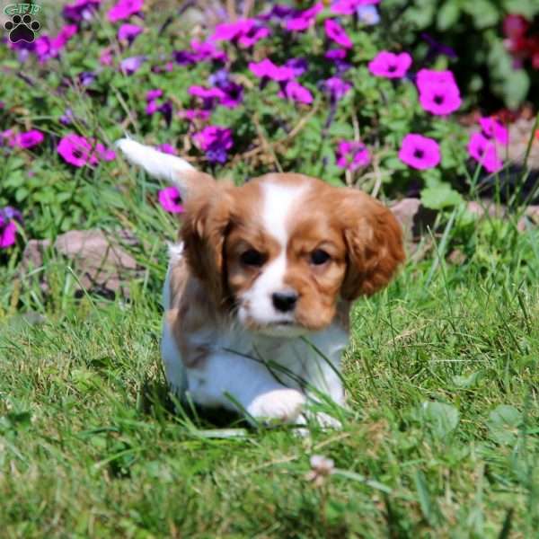 Ranger, Cavalier King Charles Spaniel Puppy