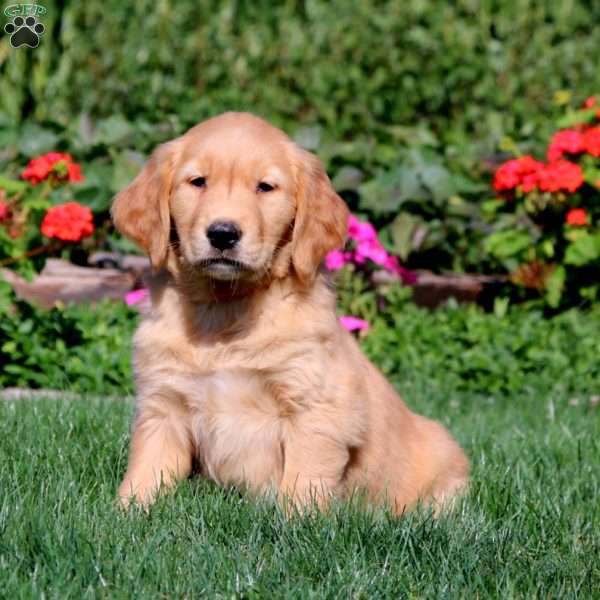 Rayna, Golden Retriever Puppy